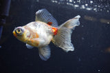 Butterfly  Calico 4 Inch (ID#325B8b-43) Free2Day SHIPPING