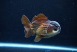 Short Body Thai Oranda  Panda 4 Inch (ID#1122To14b-45) Free2Day SHIPPING