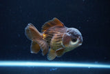 Short Body Thai Oranda  Panda 4 Inch (ID#1122To14b-45) Free2Day SHIPPING