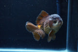 Short Body Thai Oranda  Panda 4 Inch (ID#1122To14b-45) Free2Day SHIPPING