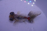 Butterfly  Calico 4 Inch (ID#325B8b-43) Free2Day SHIPPING