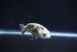 Baby Ranchu  Calico 2.5 Inch (ID#1105R9c-37) Free2Day SHIPPING