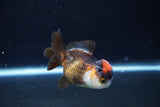 Short Body Thai Oranda  Tricolor 3 Inch (ID#1126To14b-39) Free2Day SHIPPING