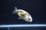 Baby Ranchu  Calico 2.5 Inch (ID#1105R9c-37) Free2Day SHIPPING