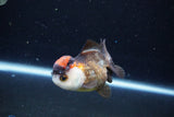 Short Body Thai Oranda  Tricolor 3 Inch (ID#1126To14b-39) Free2Day SHIPPING