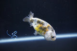 Baby Ranchu  Calico 2.5 Inch (ID#1105R9c-37) Free2Day SHIPPING