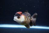 Short Body Thai Oranda  Tricolor 3 Inch (ID#1126To14b-39) Free2Day SHIPPING