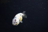 Baby Ranchu  Calico 2.5 Inch (ID#1105R9c-37) Free2Day SHIPPING