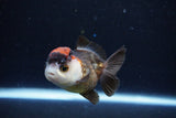 Short Body Thai Oranda  Tricolor 3 Inch (ID#1126To14b-39) Free2Day SHIPPING