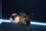 Short Body Thai Oranda  Tricolor 3 Inch (ID#1126To14b-39) Free2Day SHIPPING