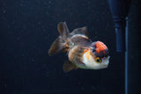 Short Body Thai Oranda  Tricolor 3 Inch (ID#1126To14b-39) Free2Day SHIPPING