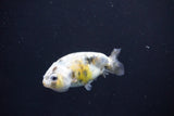 Baby Ranchu  Calico 2.5 Inch (ID#1105R9c-37) Free2Day SHIPPING