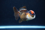 Short Body Thai Oranda  Tricolor 3 Inch (ID#1126To14b-39) Free2Day SHIPPING