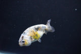 Baby Ranchu  Calico 2.5 Inch (ID#1105R9c-37) Free2Day SHIPPING