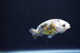 Baby Ranchu  Calico 2.5 Inch (ID#1105R9c-37) Free2Day SHIPPING