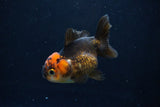 Short Body Thai Oranda  Red Black 3.5 Inch (ID#1126To14b-40) Free2Day SHIPPING