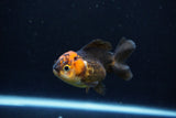 Short Body Thai Oranda  Red Black 3.5 Inch (ID#1126To14b-40) Free2Day SHIPPING