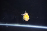 Baby Ranchu  Calico 2.5 Inch (ID#1105R9c-38) Free2Day SHIPPING