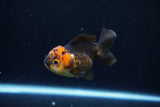 Short Body Thai Oranda  Red Black 3.5 Inch (ID#1126To14b-40) Free2Day SHIPPING