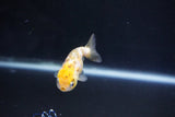 Baby Ranchu  Calico 2.5 Inch (ID#1105R9c-38) Free2Day SHIPPING