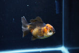 Short Body Thai Oranda  Red Black 3.5 Inch (ID#1126To14b-40) Free2Day SHIPPING