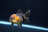 Short Body Thai Oranda  Red Black 3.5 Inch (ID#1126To14b-40) Free2Day SHIPPING