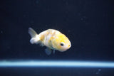 Baby Ranchu  Calico 2.5 Inch (ID#1105R9c-38) Free2Day SHIPPING