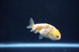 Baby Ranchu  Calico 2.5 Inch (ID#1105R9c-38) Free2Day SHIPPING