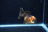 Short Body Thai Oranda  Red Black 3.5 Inch (ID#1126To14b-40) Free2Day SHIPPING