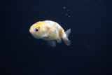 Baby Ranchu  Calico 2.5 Inch (ID#1105R9c-38) Free2Day SHIPPING