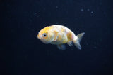 Baby Ranchu  Calico 2.5 Inch (ID#1105R9c-38) Free2Day SHIPPING