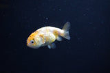 Baby Ranchu  Calico 2.5 Inch (ID#1105R9c-38) Free2Day SHIPPING