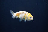 Baby Ranchu  Calico 2.5 Inch (ID#1105R9c-38) Free2Day SHIPPING