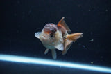 Short Body Thai Oranda  Panda 3 Inch (ID#1126To14b-41) Free2Day SHIPPING