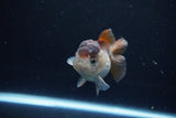 Short Body Thai Oranda  Panda 3 Inch (ID#1126To14b-41) Free2Day SHIPPING