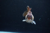 Short Body Thai Oranda  Panda 3 Inch (ID#1126To14b-41) Free2Day SHIPPING