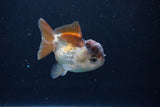 Short Body Thai Oranda  Panda 3 Inch (ID#1126To14b-41) Free2Day SHIPPING