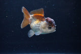 Short Body Thai Oranda  Panda 3 Inch (ID#1126To14b-41) Free2Day SHIPPING