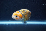 Ranchu  Calico 3 Inch (ID#816R5c-94) Free2Day SHIPPING