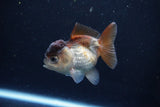 Short Body Thai Oranda  Panda 3 Inch (ID#1126To14b-41) Free2Day SHIPPING