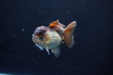 Short Body Thai Oranda  Panda 3 Inch (ID#1126To14b-41) Free2Day SHIPPING