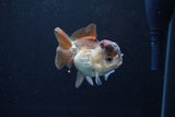 Short Body Thai Oranda  Panda 3 Inch (ID#1126To14b-41) Free2Day SHIPPING