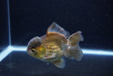 Short Body Thai Oranda  Bronze 4 Inch (ID#1126To14b-42) Free2Day SHIPPING