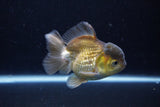 Short Body Thai Oranda  Bronze 4 Inch (ID#1126To14b-42) Free2Day SHIPPING