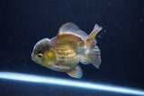 Short Body Thai Oranda  Bronze 4 Inch (ID#1126To14b-42) Free2Day SHIPPING