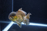 Short Body Thai Oranda  Bronze 4 Inch (ID#1126To14b-42) Free2Day SHIPPING