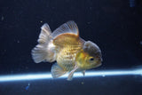 Short Body Thai Oranda  Bronze 4 Inch (ID#1126To14b-42) Free2Day SHIPPING