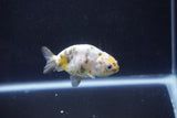 Baby Ranchu  Calico 2.5 Inch (ID#1105R9c-40) Free2Day SHIPPING