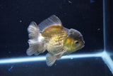 Short Body Thai Oranda  Bronze 4 Inch (ID#1126To14b-42) Free2Day SHIPPING