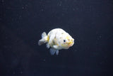 Baby Ranchu  Calico 2.5 Inch (ID#1105R9c-40) Free2Day SHIPPING